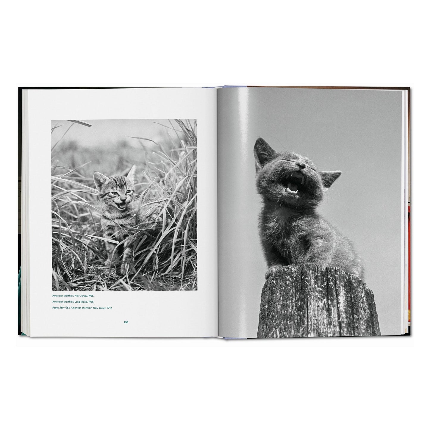 Walter Chandoha. Cats. Photographs 1942–2018 (German, French, English) Book