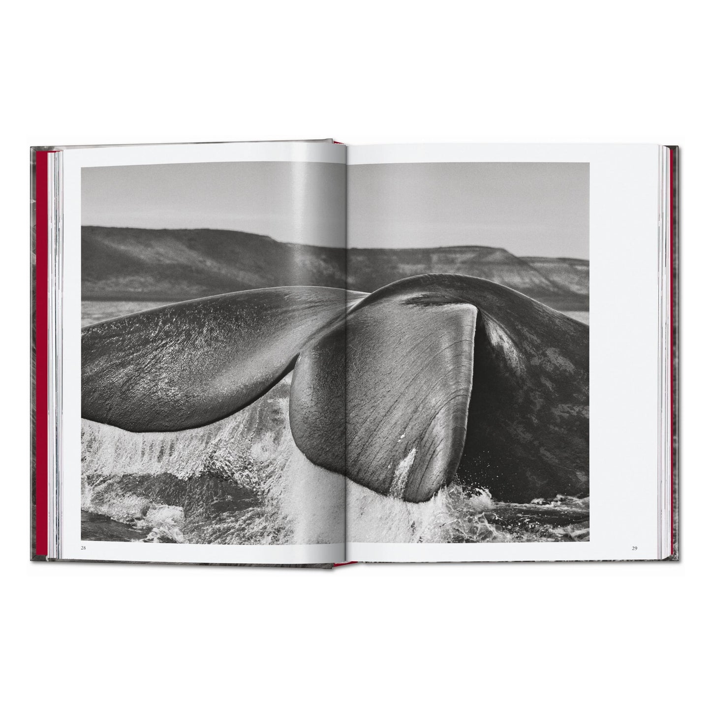 Sebastião Salgado. Genesis. 45th Ed. (English) Book