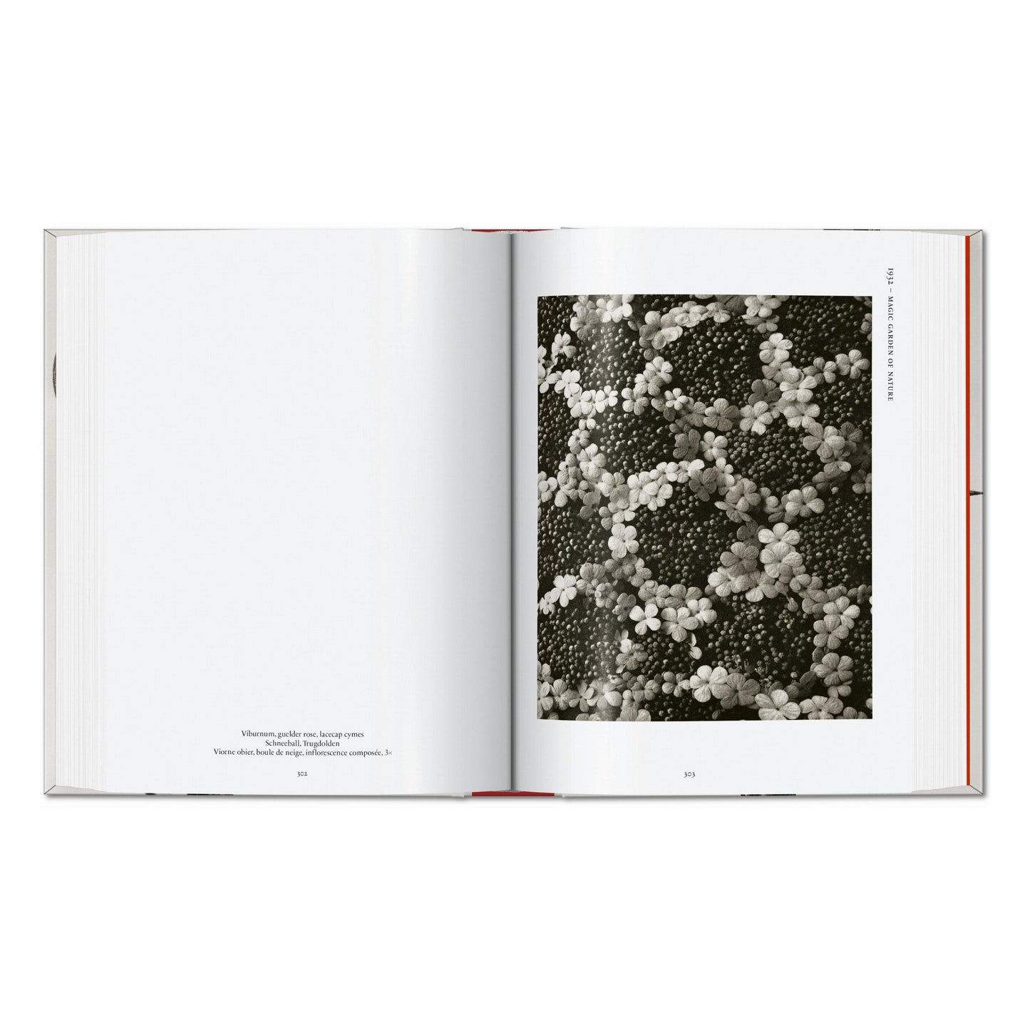 Karl Blossfeldt. The Complete Published Work. 45th Ed. (German, French, English) Book