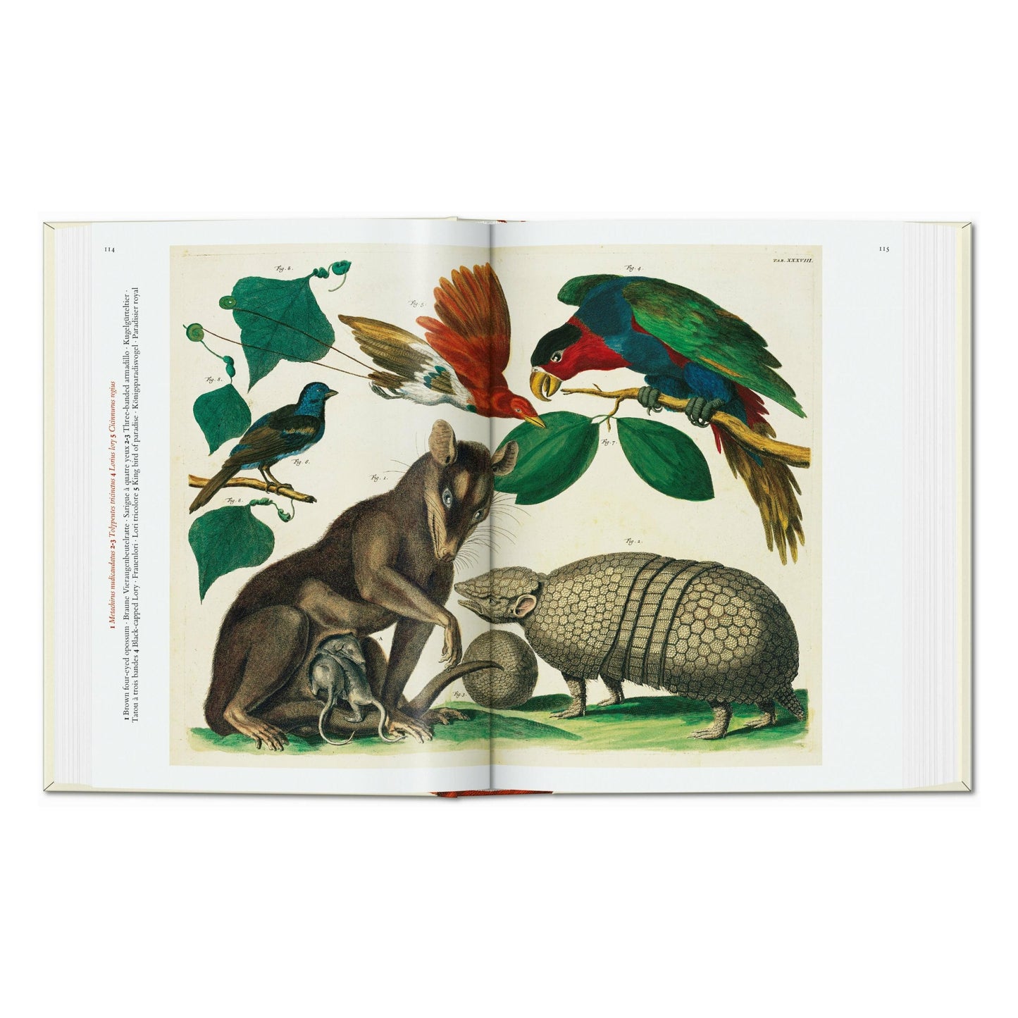 Seba. Cabinet of Natural Curiosities. 45th Ed. (German, French, English) Book