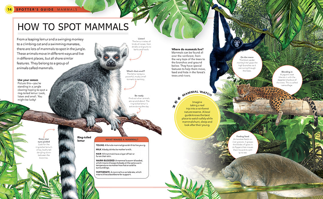 Jungle Animals Hardcover Book