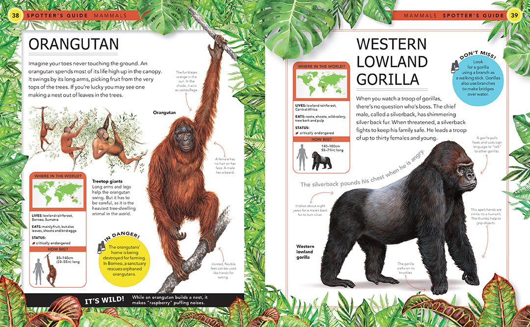 Jungle Animals Hardcover Book