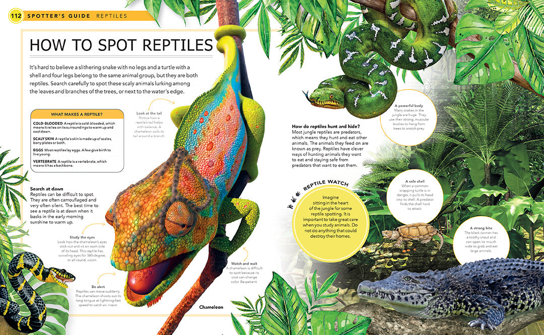 Jungle Animals Hardcover Book