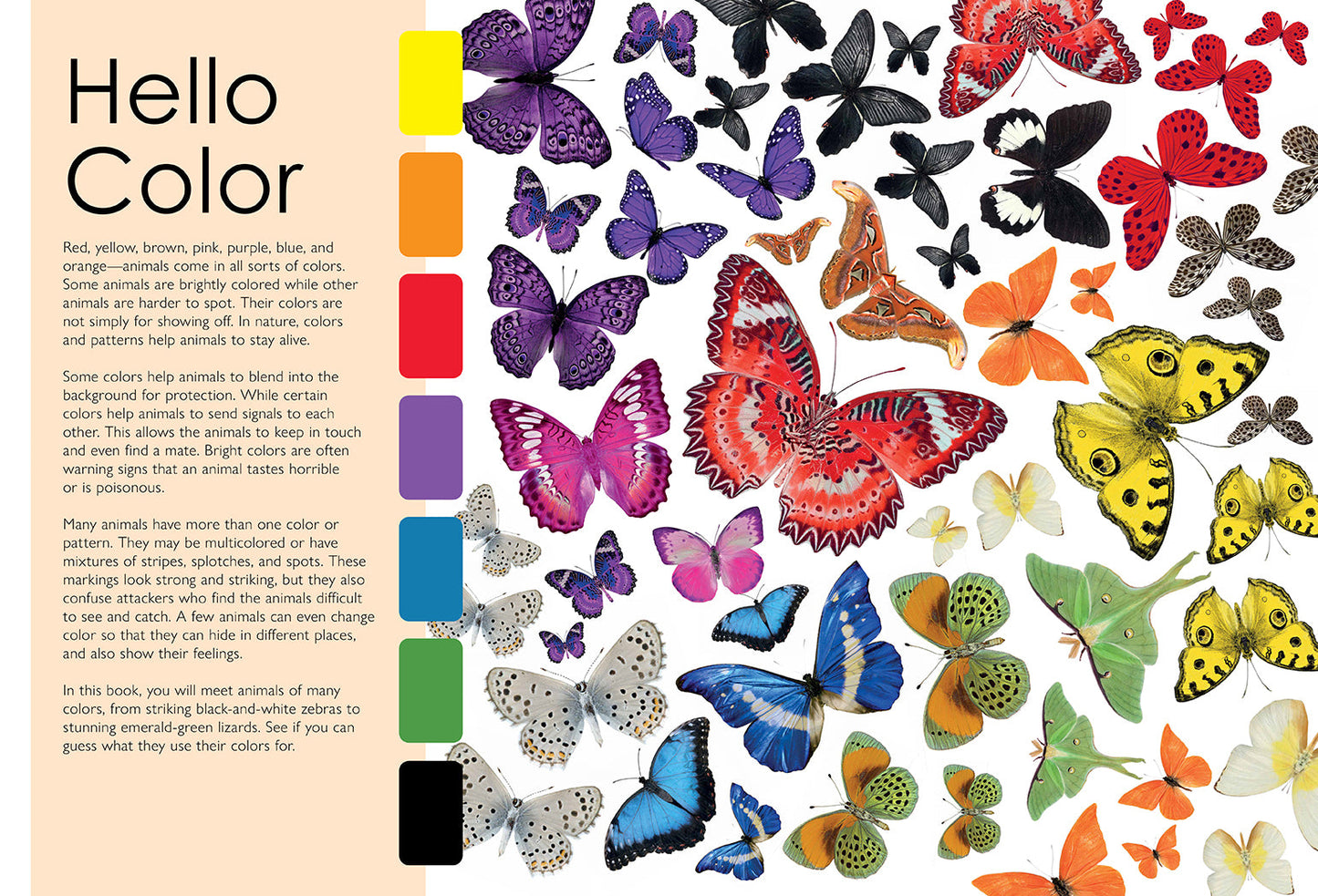 Colorful Creatures Softcover Book