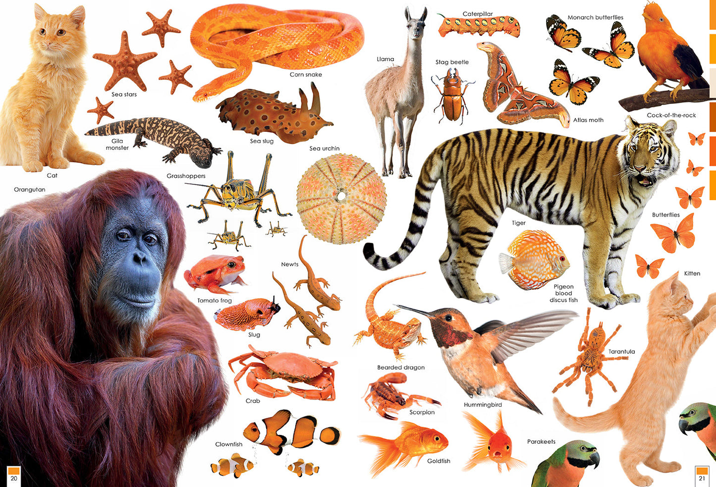 Colorful Creatures Softcover Book