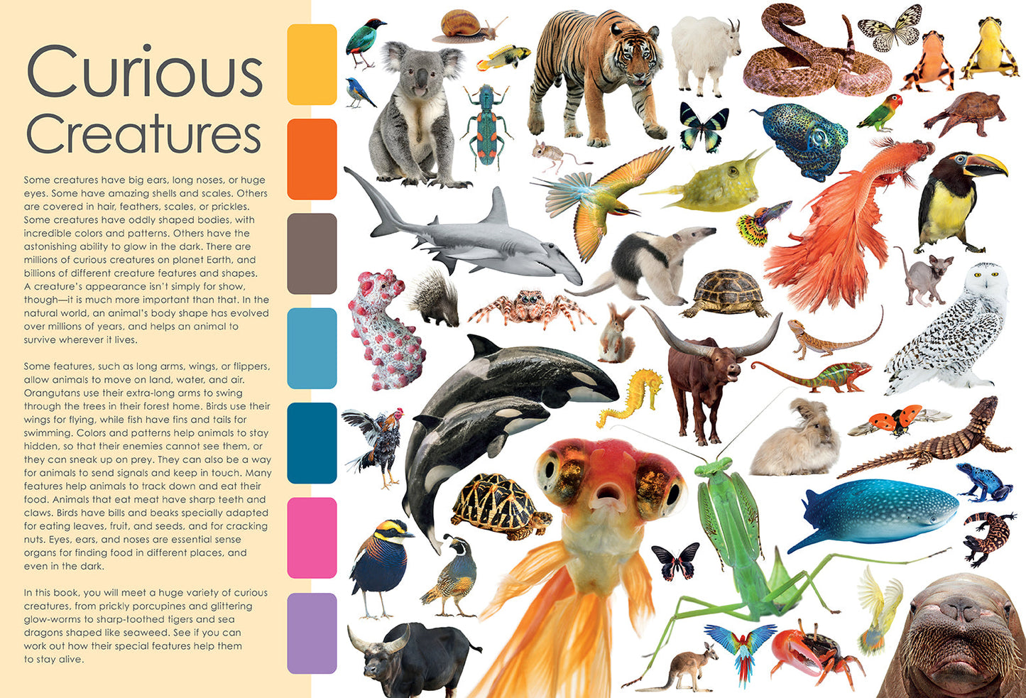 Curious Creatures Softcover Book