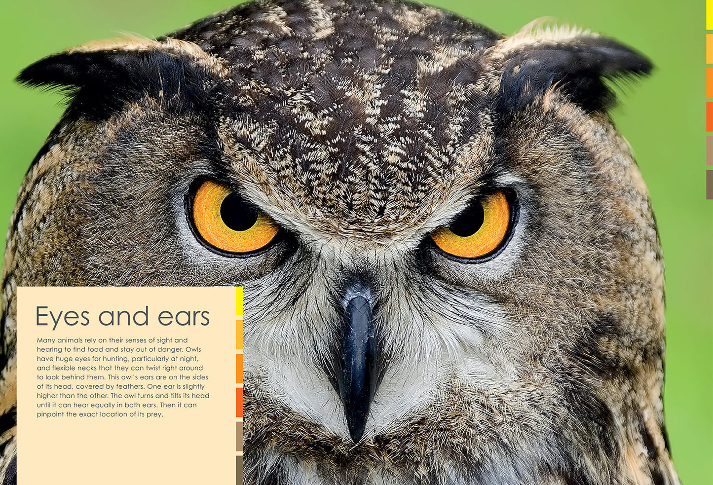 Curious Creatures Softcover Book