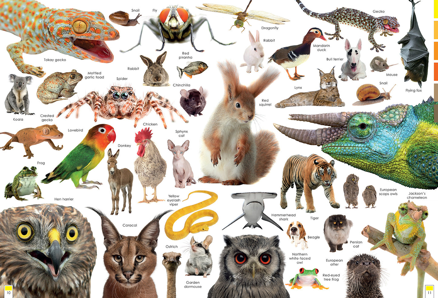 Curious Creatures Softcover Book