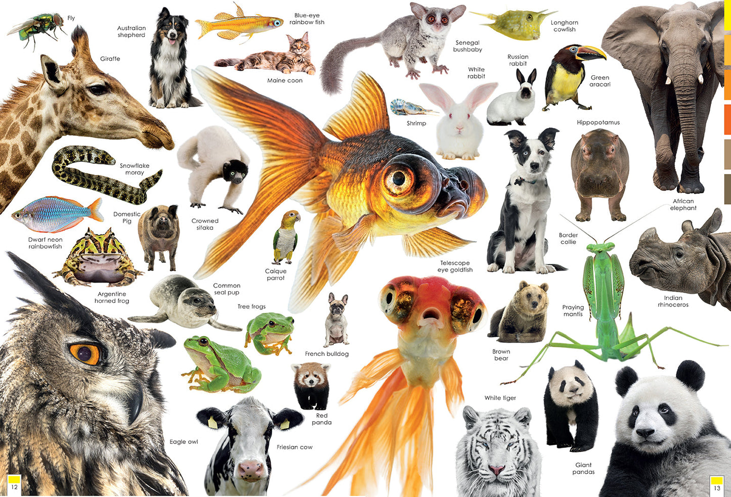 Curious Creatures Softcover Book