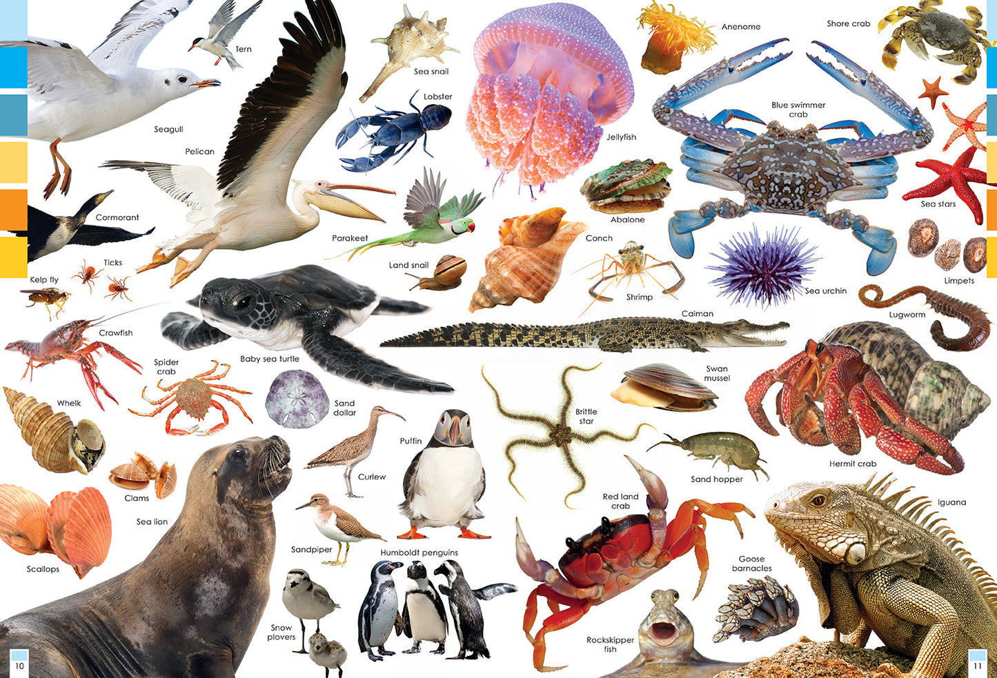 Habitats and the Animals Who Live in Them Softcover Book