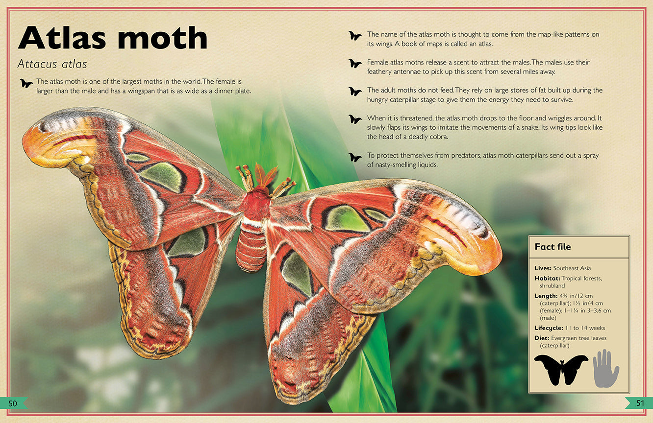 The Magnificent Book of Insects and Spiders Hardcover Book