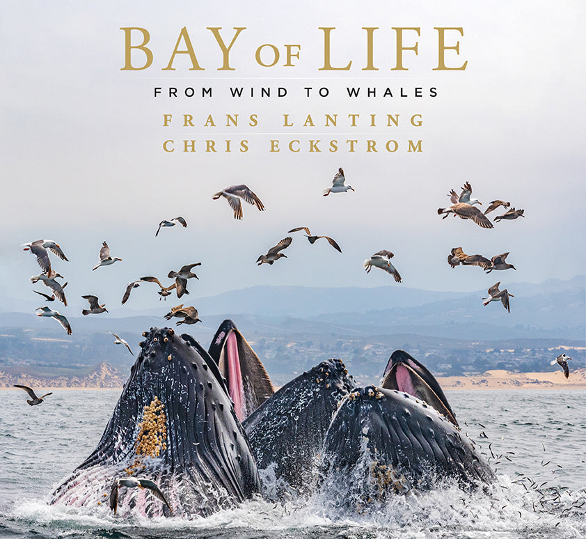 Bay of Life Hardcover Book