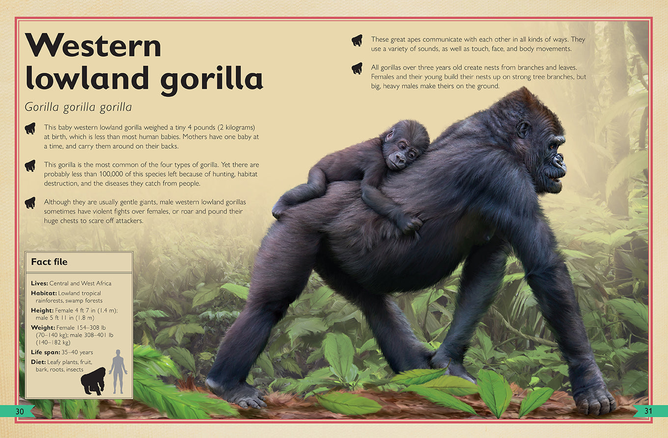 The Magnificent Book of Monkeys and Apes Hardcover Book
