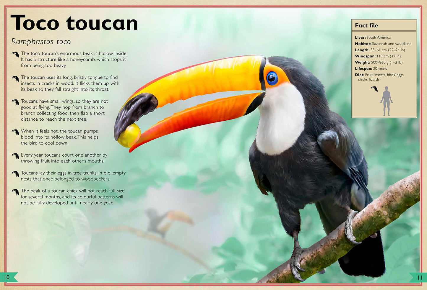 The Magnificent Book of Birds Hardcover Book