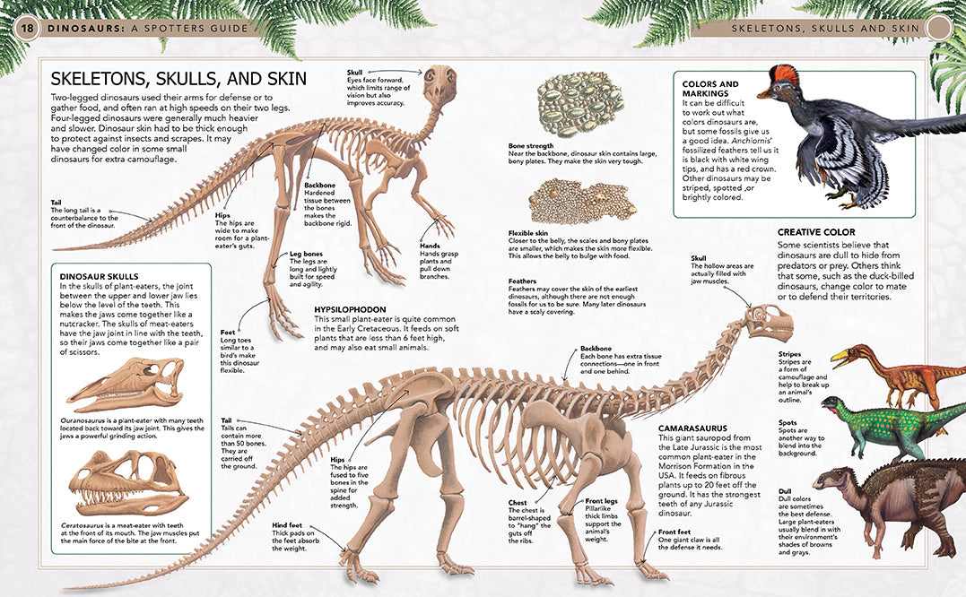 Dinosaurs Hardcover Book