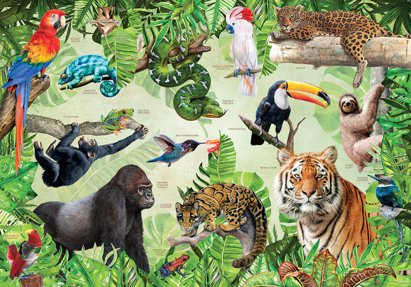 Rainforest Animals