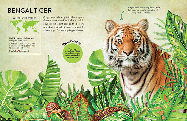 Rainforest Animals