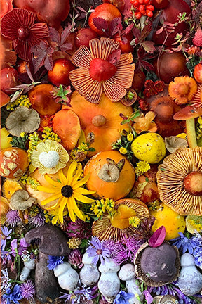 Flowers and Fungi Boxed Note Cards