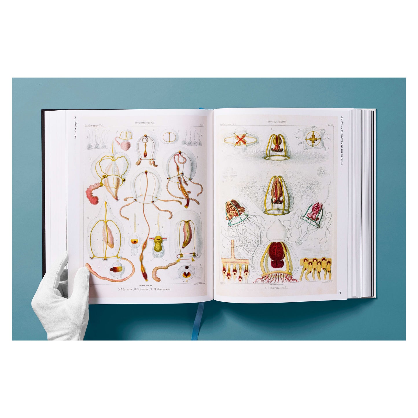 The Art and Science of Ernst Haeckel (German, French, English) Book