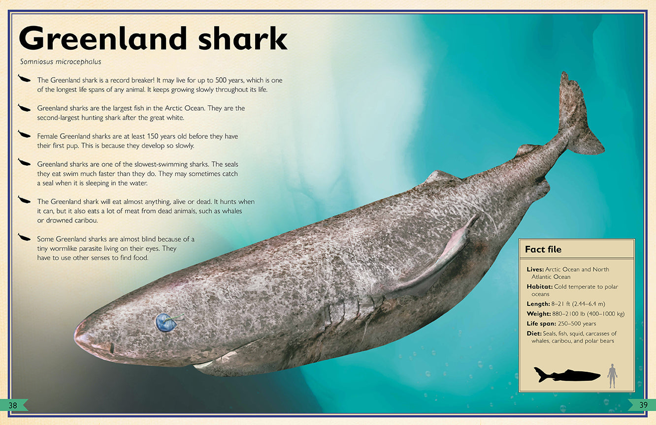 The Magnificent Book of Sharks Hardcover Book
