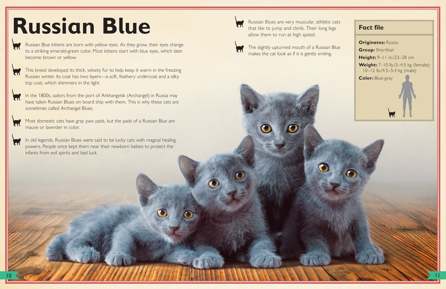 The Magnificent Book of Cats Hardcover Book