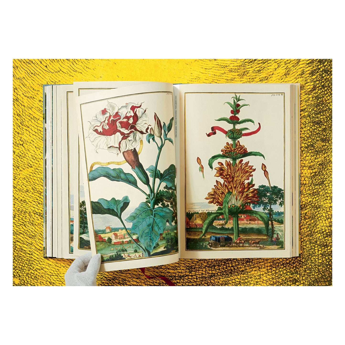 J. C. Volkamer. The Book of Citrus Fruits (German, French, English) Book