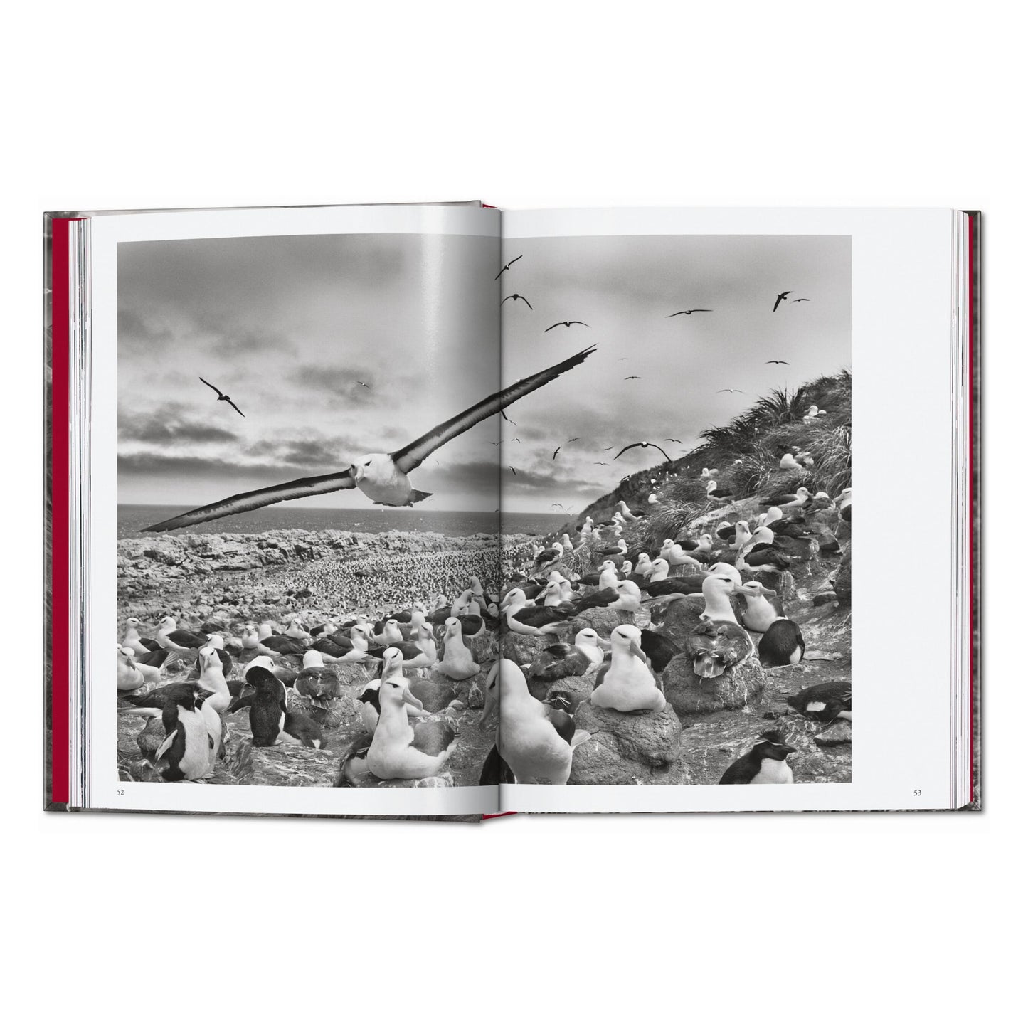 Sebastião Salgado. Genesis. 45th Ed. (English) Book