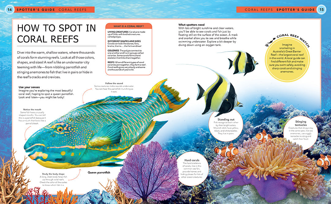 Ocean Creatures Hardcover Book