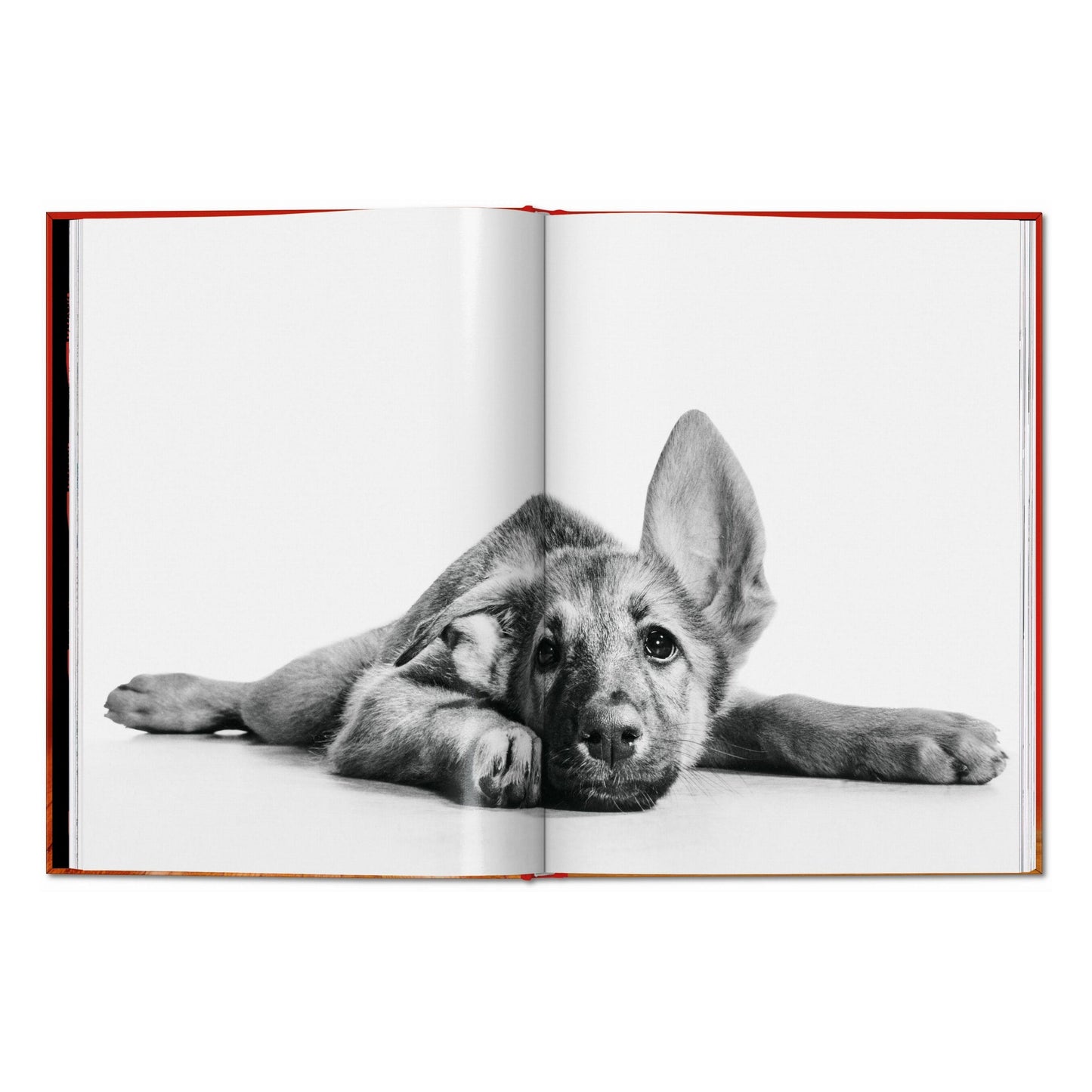Walter Chandoha. Dogs. Photographs 1941–1991 (English) Book