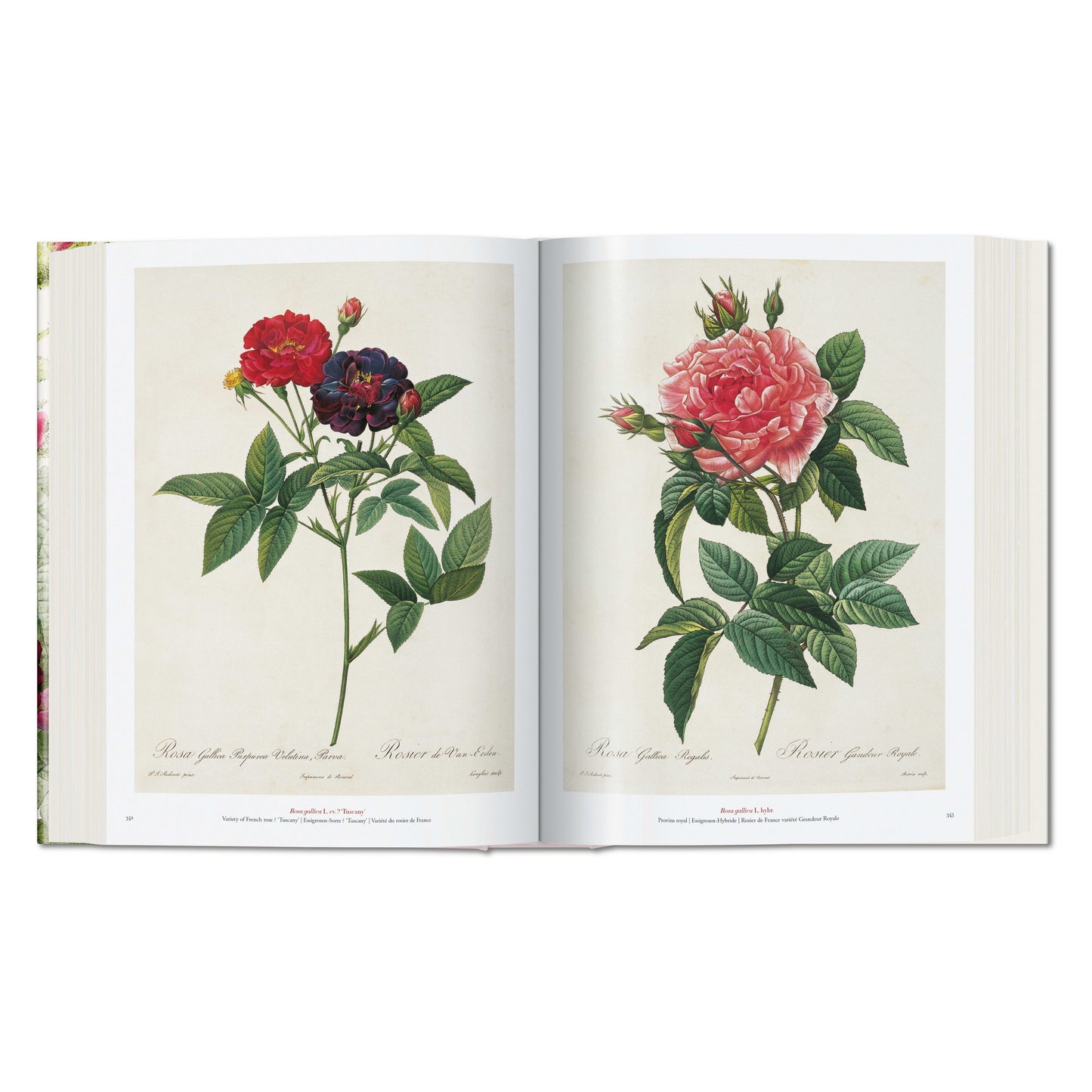 Redouté. The Book of Flowers (German, French, English) Book