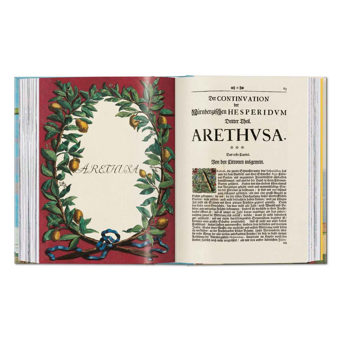 J. C. Volkamer. The Book of Citrus Fruits. 45th Ed. (German, French, English) Book
