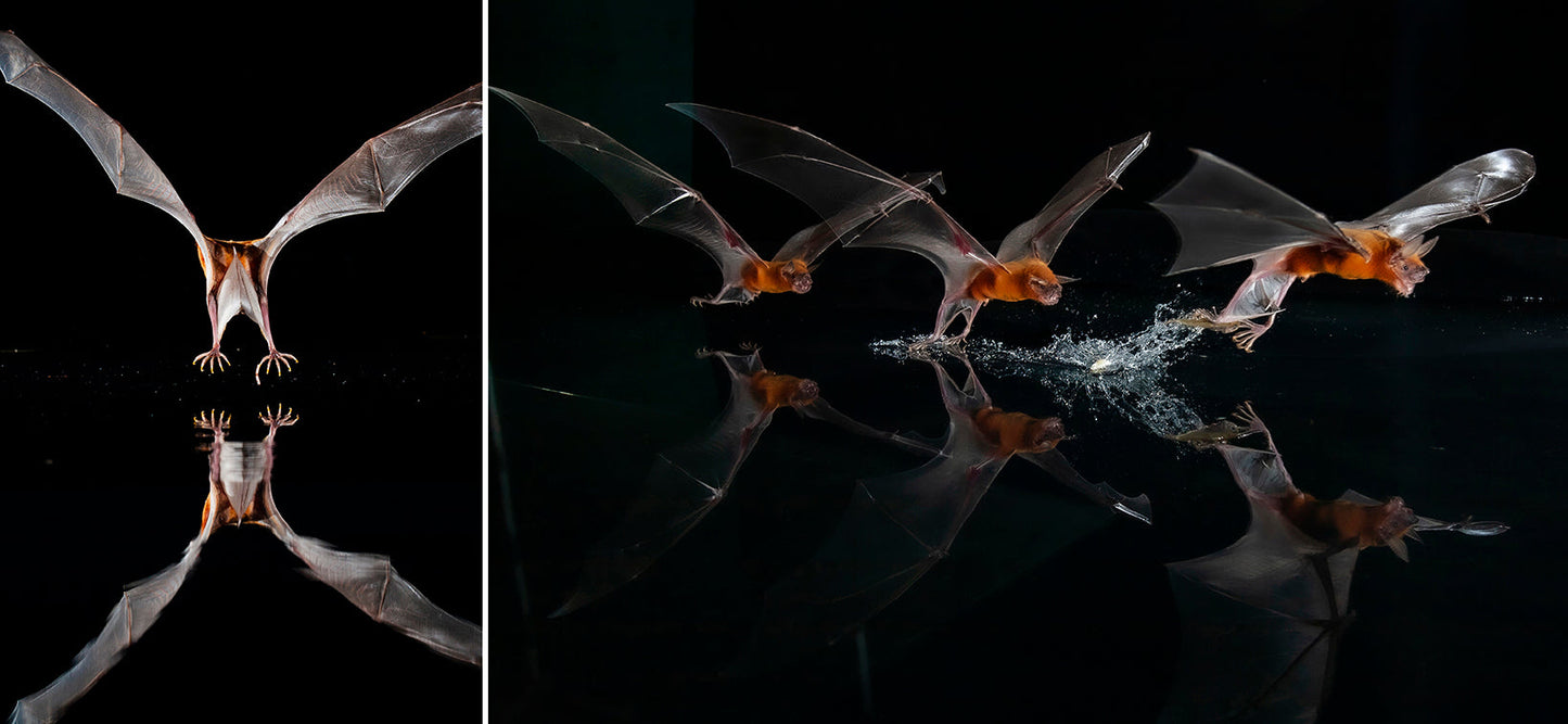 Bat Island Hardcover Book