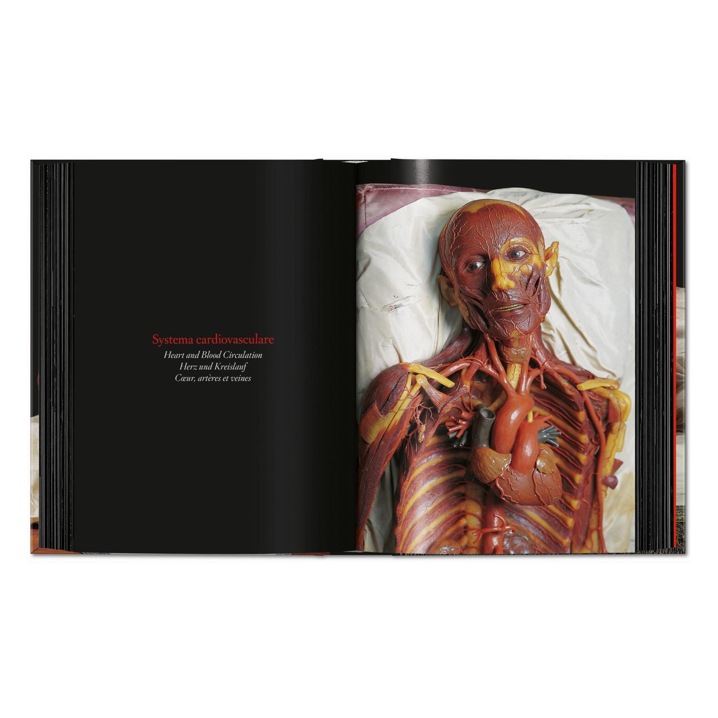 Anatomical Waxes. 45th Ed. (German, French, English) Book