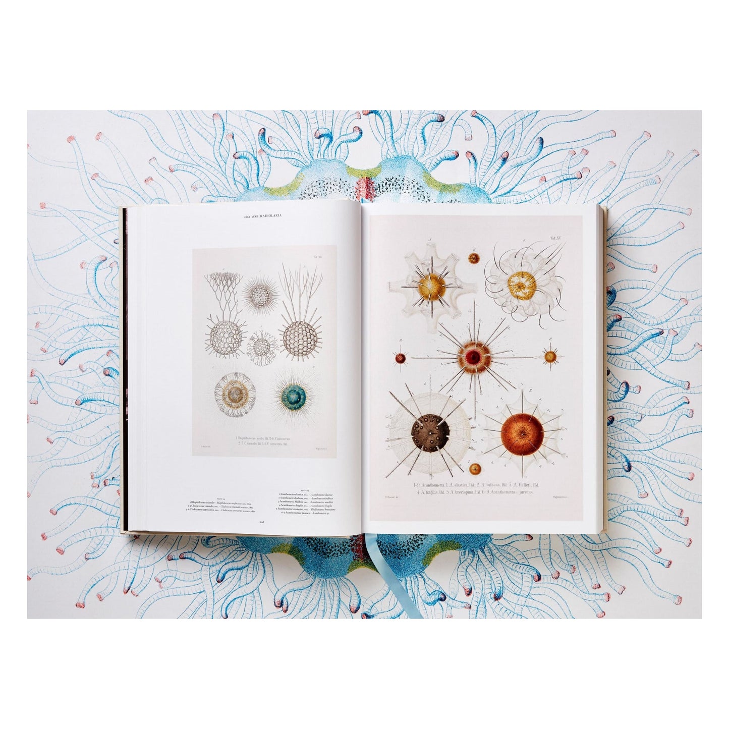 The Art and Science of Ernst Haeckel (German, French, English) Book