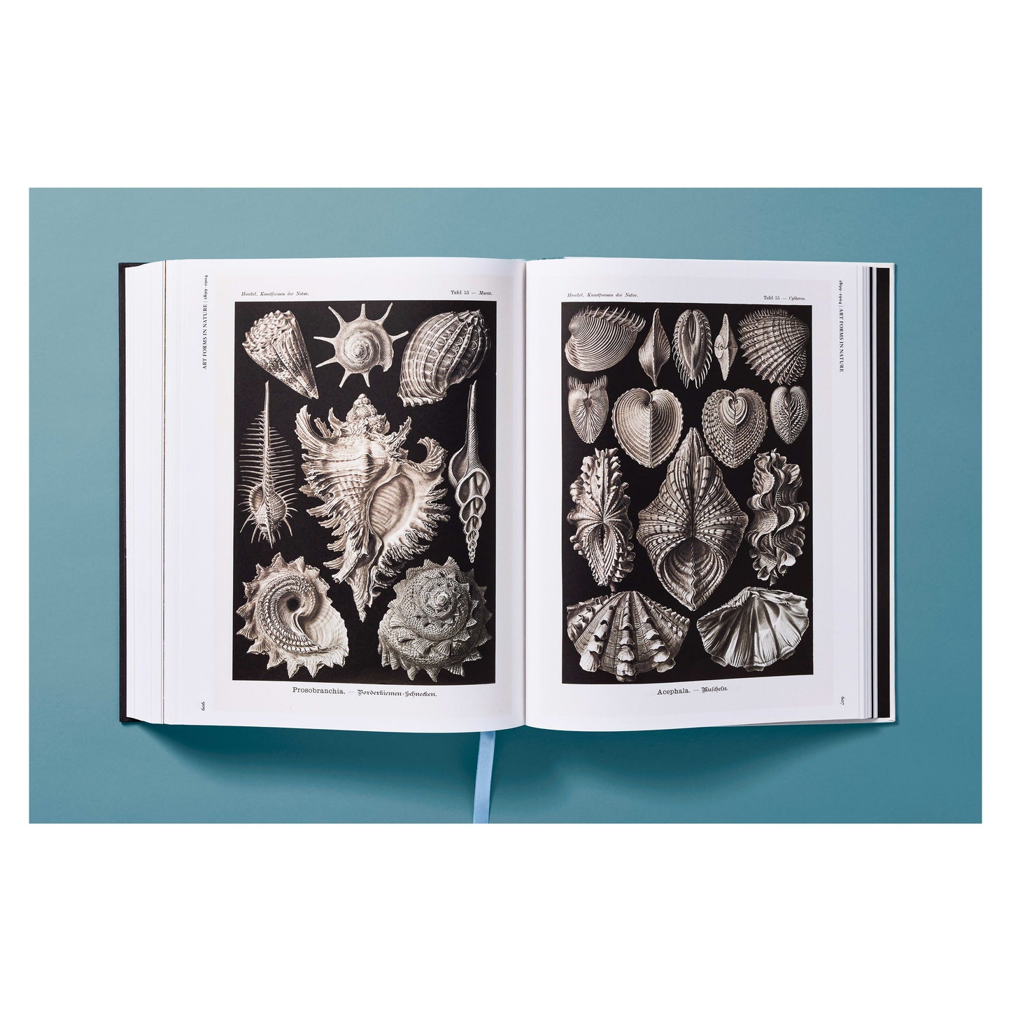 The Art and Science of Ernst Haeckel (German, French, English) Book