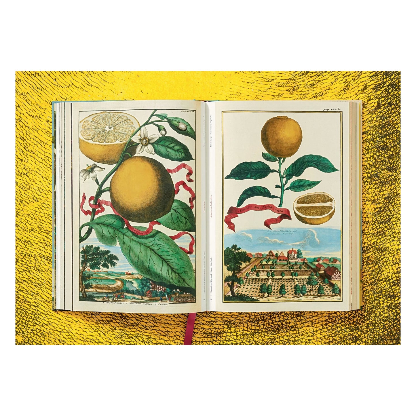 J. C. Volkamer. The Book of Citrus Fruits (German, French, English) Book