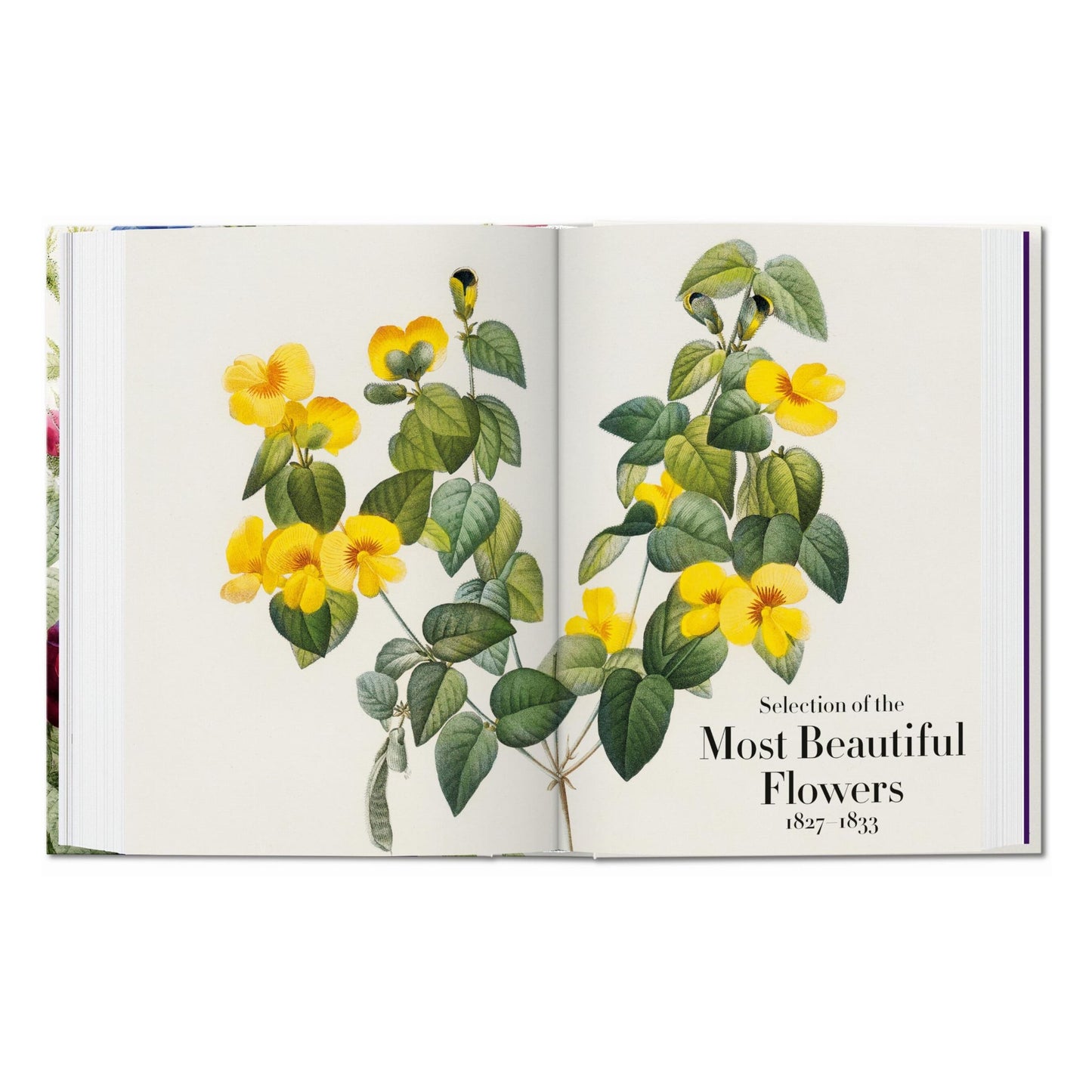 Redouté. The Book of Flowers. 45th Ed. (German, French, English) Book