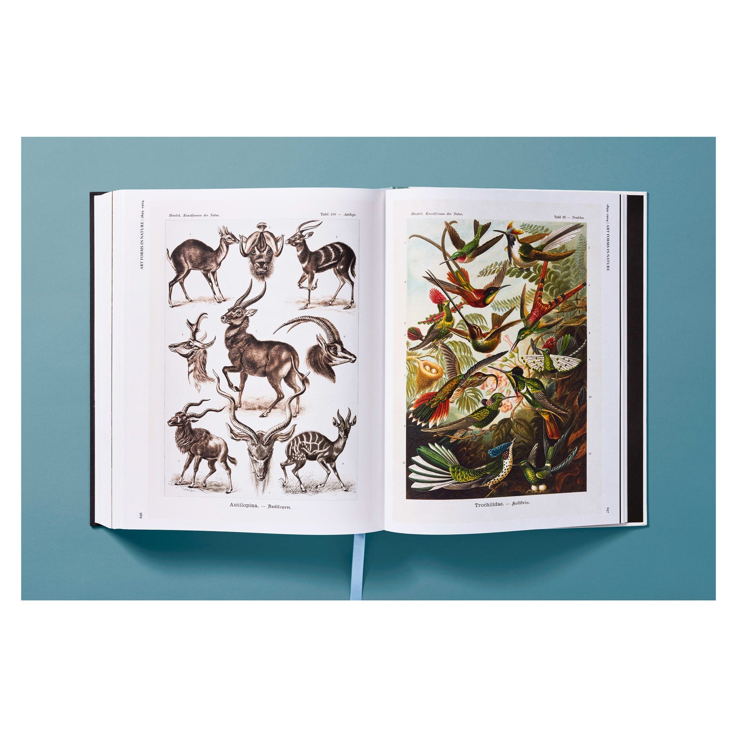 The Art and Science of Ernst Haeckel (German, French, English) Book