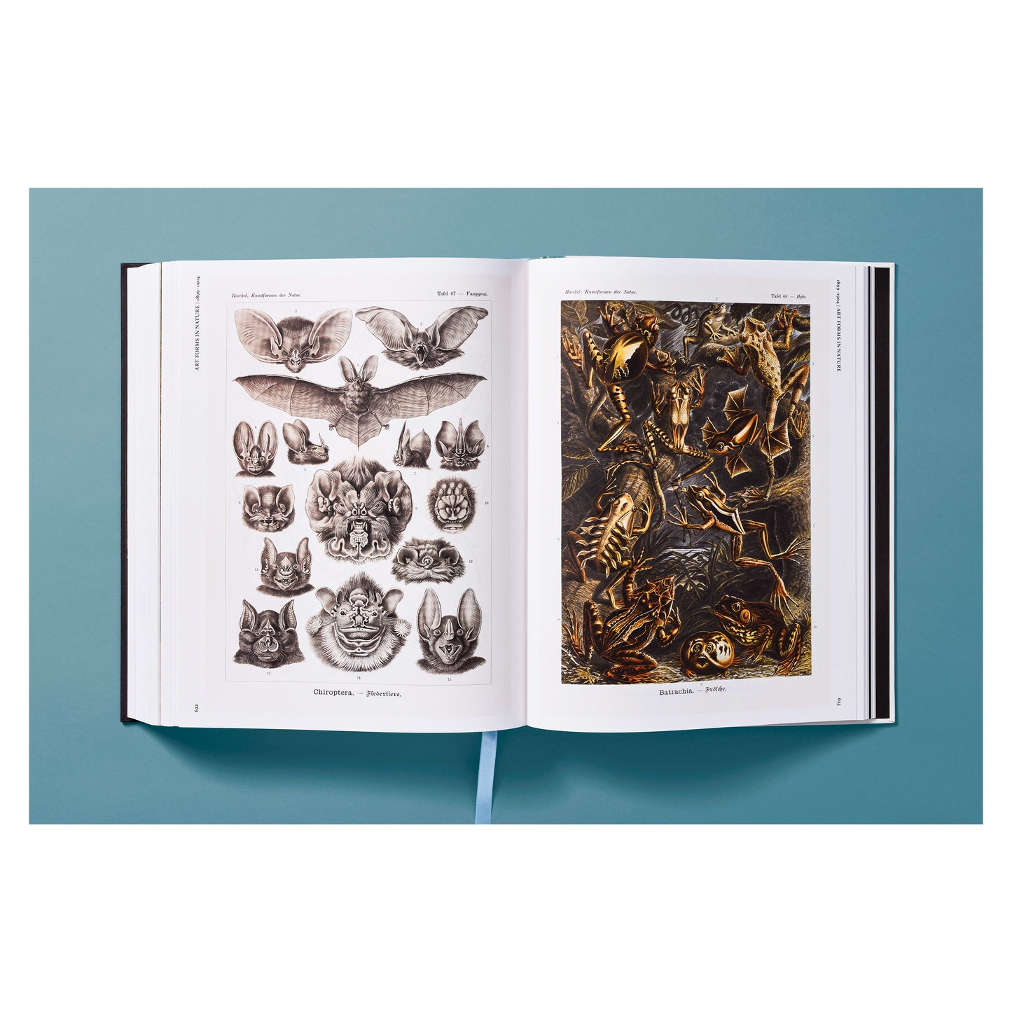 The Art and Science of Ernst Haeckel (German, French, English) Book
