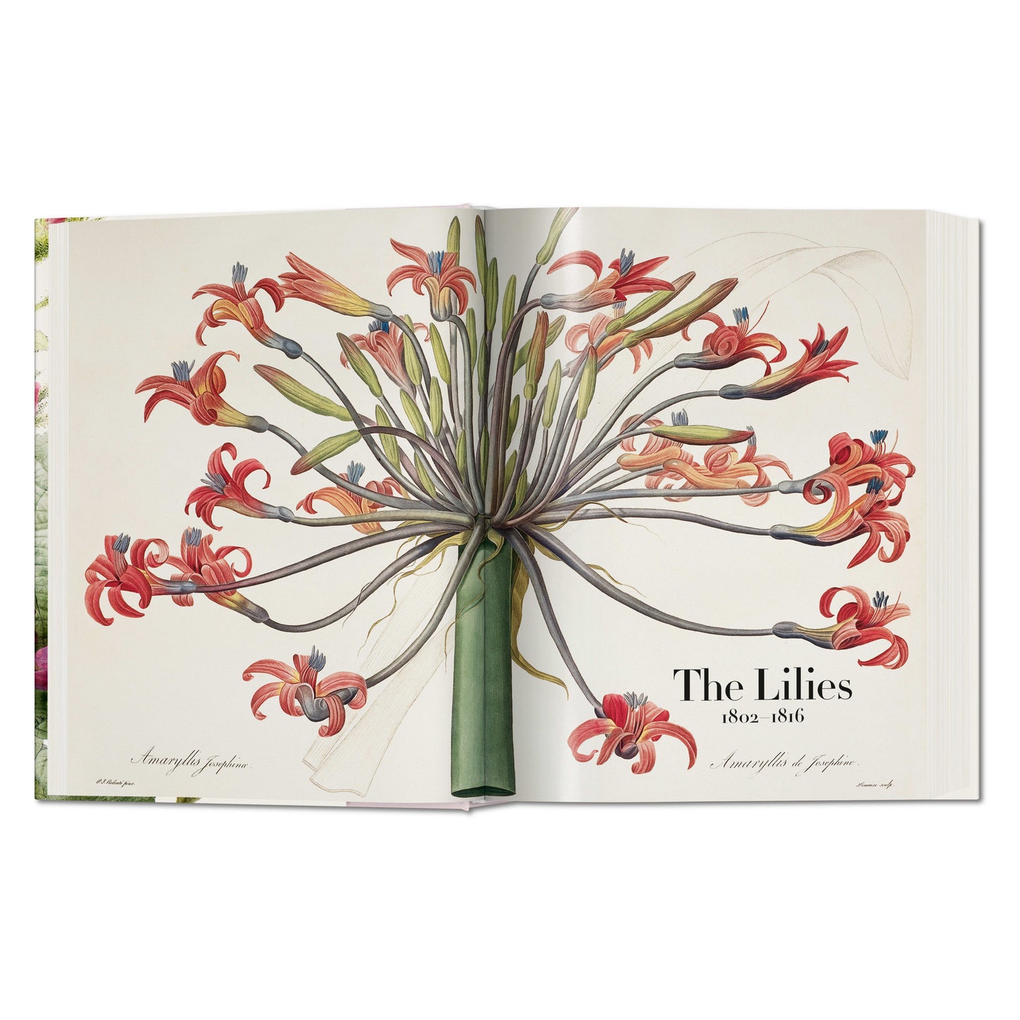 Redouté. The Book of Flowers (German, French, English) Book