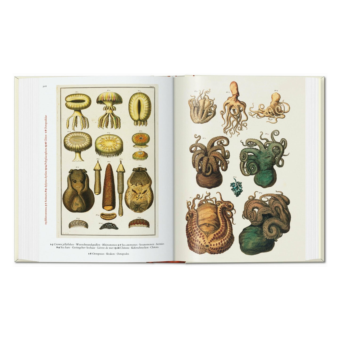 Seba. Cabinet of Natural Curiosities. 45th Ed. (German, French, English) Book