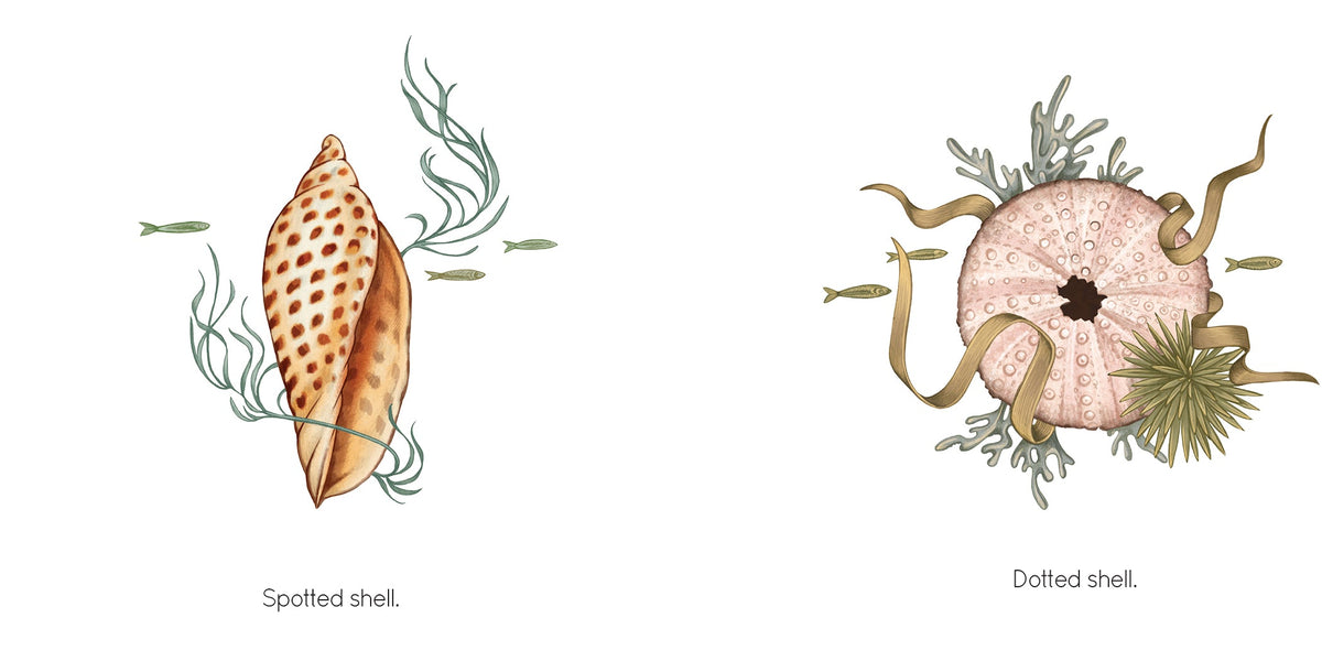 Seashell Book