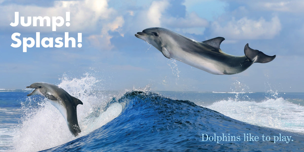 Dolphins Play Book