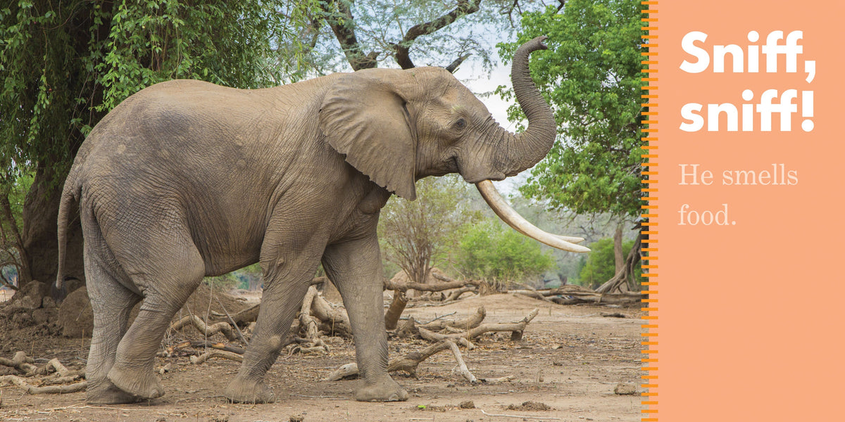 Elephants Spray Book