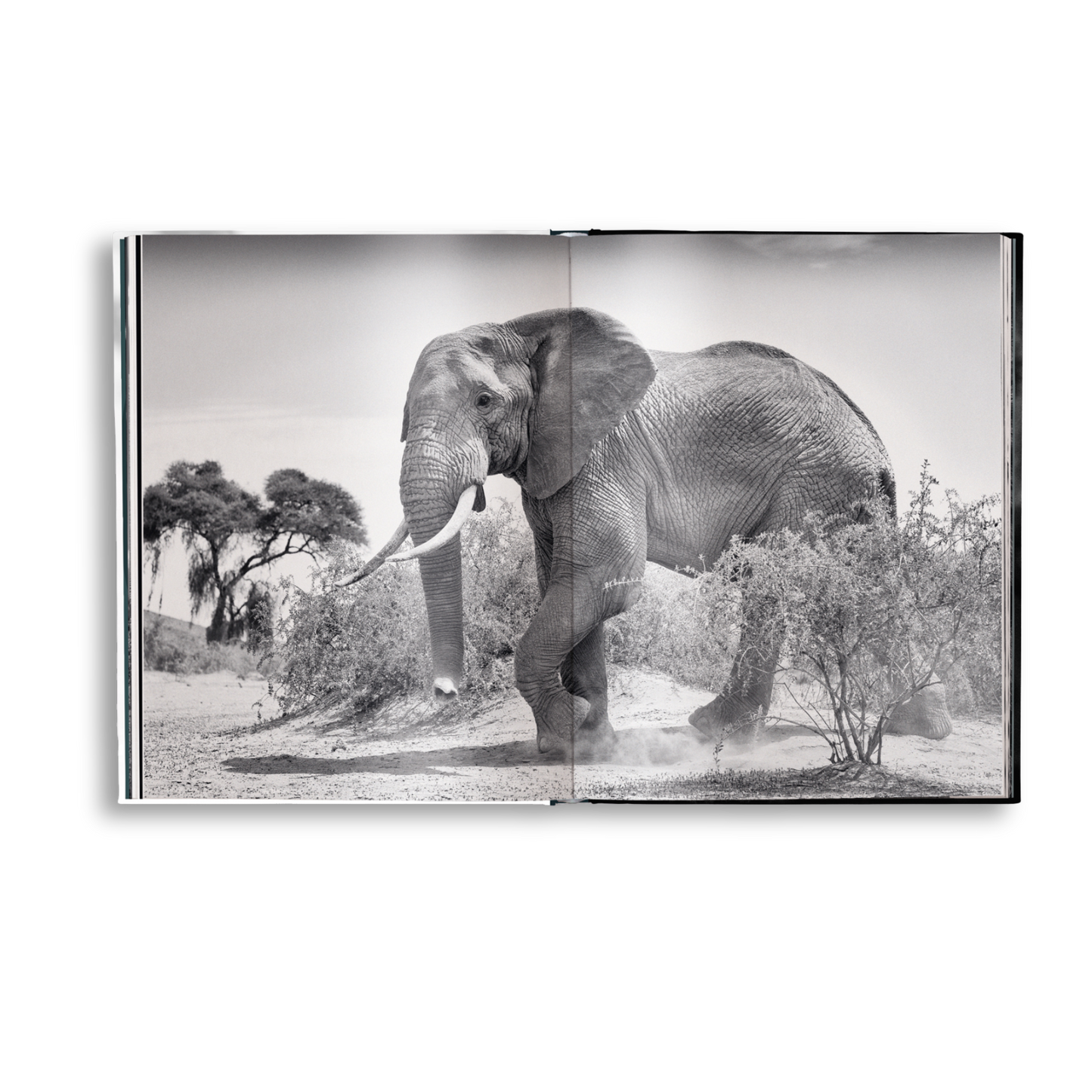 Beusker Book