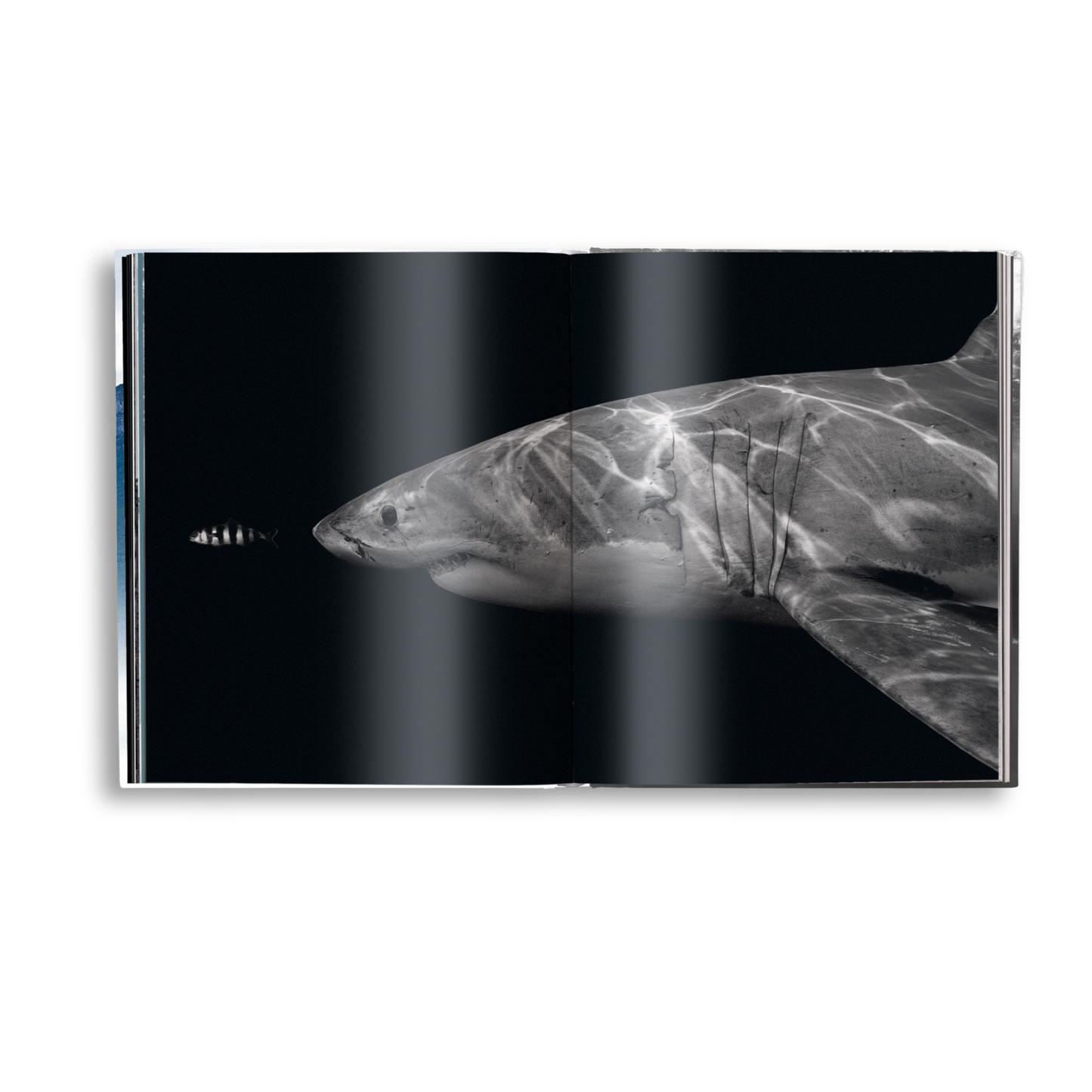 Creation Book