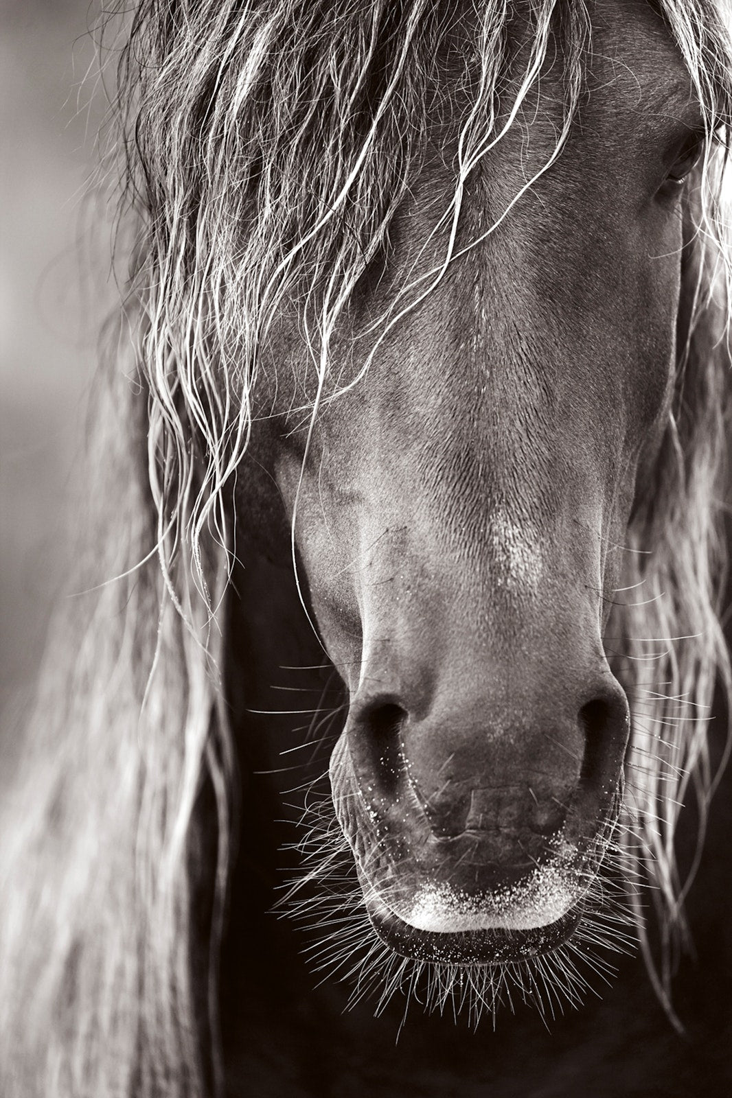Untamed Spirits: Horses From Around the World Book