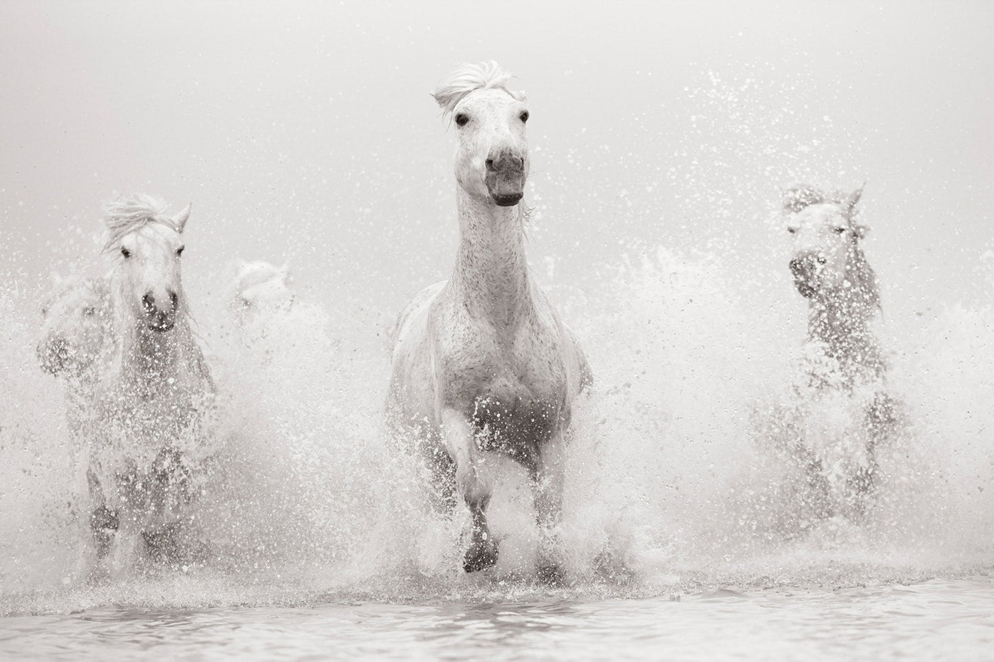 Untamed Spirits: Horses From Around the World Book