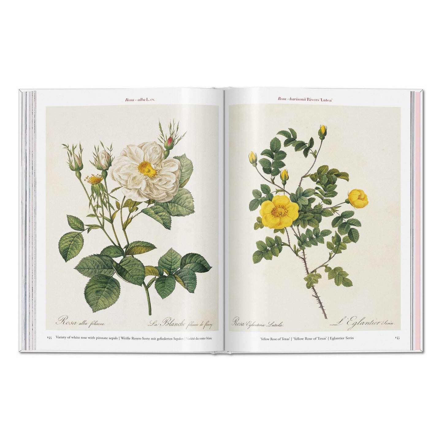 Redouté. Roses (German, French, English) Book