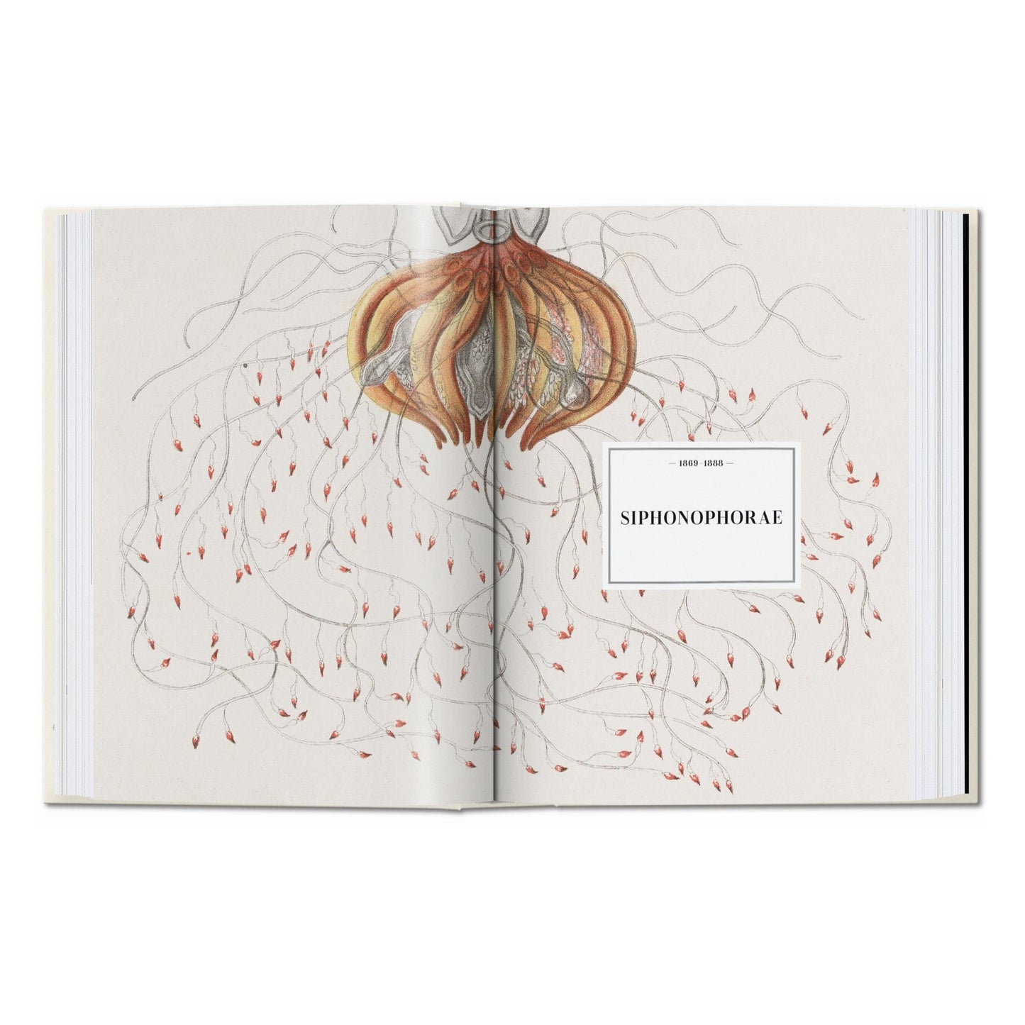 The Art and Science of Ernst Haeckel. 45th Ed. (English) Book